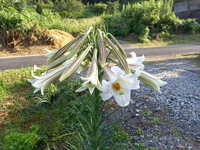 超豪華な一本のタカサゴユリ