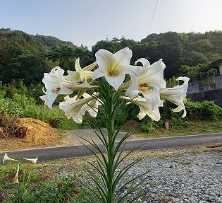 超豪華な一本のタカサゴユリ