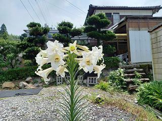 超豪華な一本のタカサゴユリ