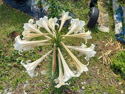 超豪華な一本のタカサゴユリ