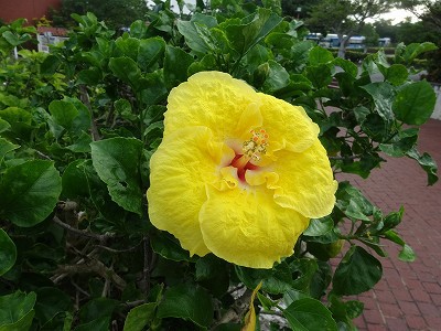 夏のご褒美　　沖縄への一泊二日