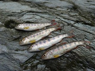 椎葉村で　アユ釣りに挑戦