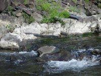 椎葉村で　アユ釣りに挑戦