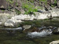 椎葉村で　アユ釣りに挑戦
