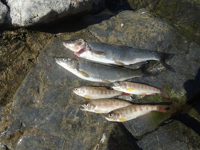 椎葉村で　アユ釣りに挑戦