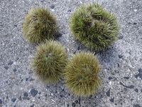 椎葉村で　アユ釣りに挑戦