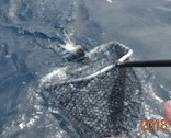 ニュージーランド４日目　ホワイトアイランドで魚釣り