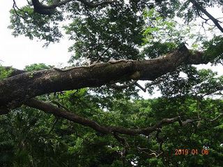 ダーウィン　セグウェイでジョージ ブラウン ダーウィン植物園　　　　　　　　　　旅行４日目　午後