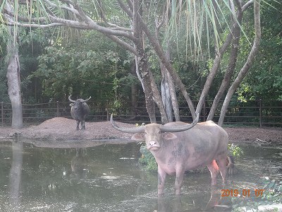 ダーウィン　カカドゥ国立公園　イエロー・ウォーター　　　　　　　　　　　　旅行５日目　　午前