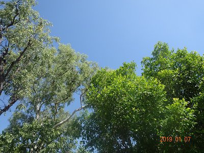 ダーウィン　カカドゥ国立公園　イエロー・ウォーター　　　　　　　　　　　　旅行５日目　　午前