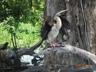 ダーウィン　カカドゥ国立公園　イエロー・ウォーター　　　　　　　　　　　　旅行５日目　　午前