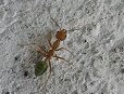ダーウィン　カカドゥ国立公園　ノーランジー　旅行５日目　　午後