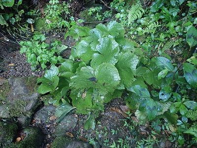 里帰り　長兄の初盆　
