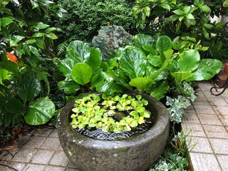 孫君のいない日曜日のお昼ご飯