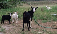 山羊と馬と牛