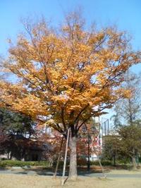 紅葉 2007/12/07 15:43:40