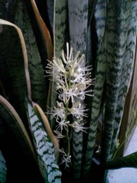 虎の尾の花