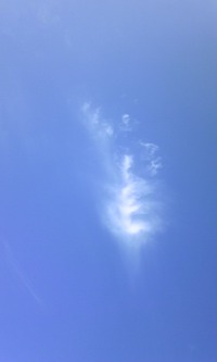 天使の羽 2011/02/25 14:42:44