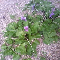 ★３月３日の“JOY STORY” 2011/03/03 22:29:18