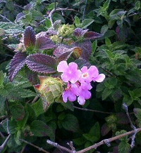 ★そして道端に咲いていた花 2012/05/05 23:42:42