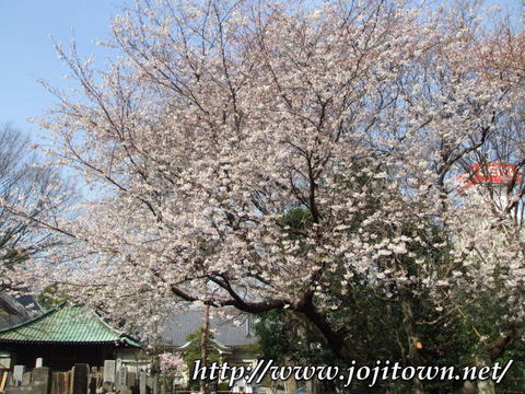 いろいろ・・私の吉祥寺