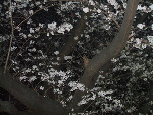 夜桜