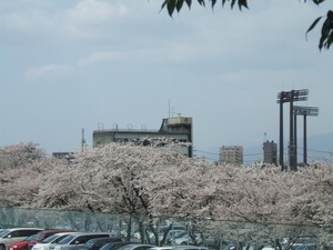 夜桜
