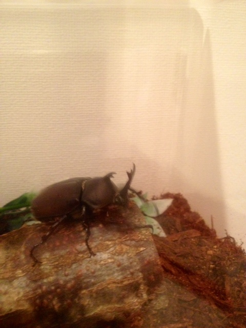 小さい♂