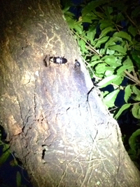 居座るやつ。 2015/07/29 23:44:14
