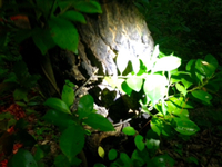 7/7 七夕の採集 2016/07/08 06:58:12
