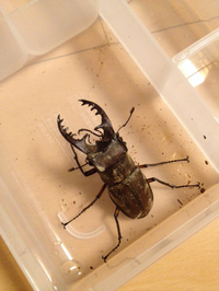 ミヤマ 2015/07/23 23:08:40