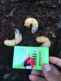 潮干狩り？堆肥狩り？ 2019/05/07 17:13:29