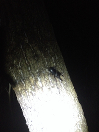 ラス森 2015/09/14 23:47:35