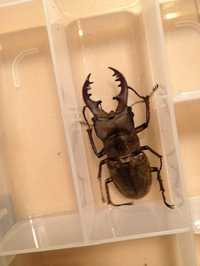 ミヤマゲット！ 2015/07/10 00:00:15