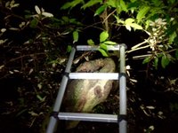狼＊猿 2016/06/25 03:45:18