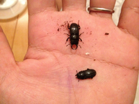 この夏一番の大物 2014/08/21 22:05:54