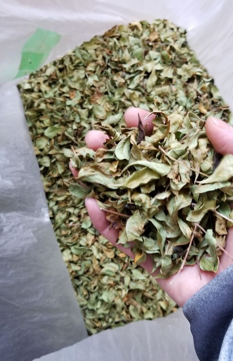 沖縄 那覇市 小禄美容室 気まぐれカフー日記 Tel098 911 1813 完全予約制サロン 沖縄 那覇 小禄 美容室 沖縄ヘナ 畑に行って来たよ