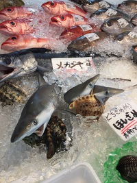 【道の駅いとまん お魚センター】にサメがいた！糸満市西崎