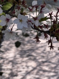 花明かり^ ^