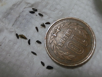初の収穫(/・ω・)/☆