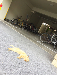 お昼寝… 2015/02/26 12:40:05