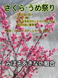 石川でも桜と梅の花が♪ 2019/01/26 12:38:22