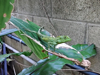 オキナワキノボリトカゲ