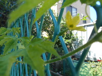 雌花（ゴーヤ） 2014/07/11 12:37:47