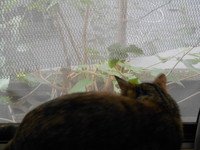 ミィちゃん=＾＾= 2014/07/22 11:36:32