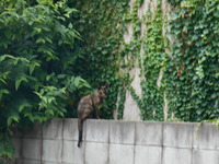 外猫ちゃん 2014/08/20 22:46:48