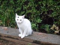 野良猫のミィちゃん 2014/09/28 12:09:39