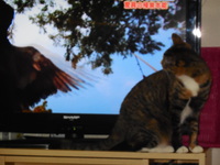 テレビの鳩... 2014/11/13 00:54:23