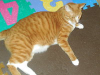 友人の大きな可愛い猫=＾＾= 2015/01/27 11:54:58