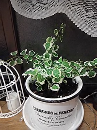 観葉植物 2016/10/06 13:31:00